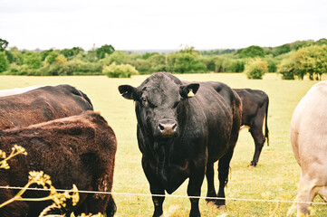 cows on the farm