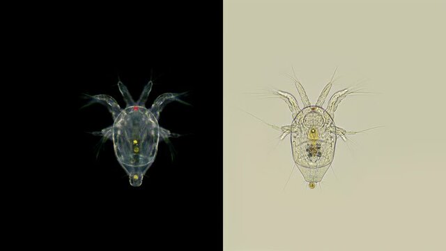 Nauplius larva Cyclopidae under a microscope, visible internal organs, is a predator, plankton, diverse life in color 4K
