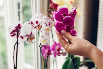 Woman holding Pretoria orchids flowers on window sill. Girl taking care of many different home...