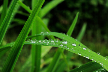 leaves after rain drops of water, nature