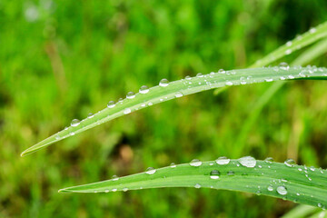 leaves after rain drops of water, nature