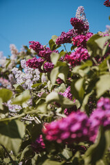 Bright lilac flowers, flowering lilac shrub in spring time