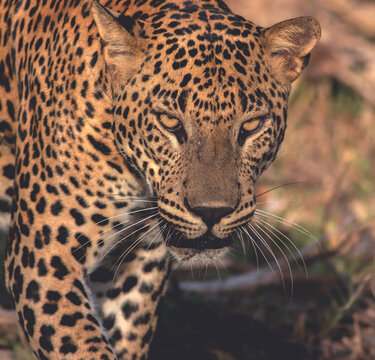 Big male leopard stare; Sunshine on leopard face; sun on leopard; leopard in the sun; Big cat
