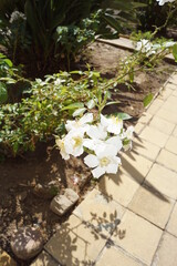 hermosas flores blancas