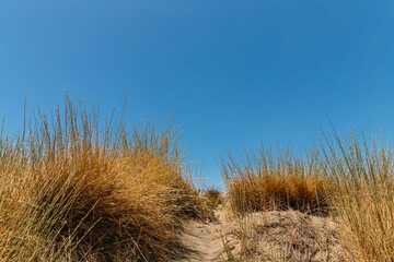 Fototapeta na wymiar yellow grass on the beach