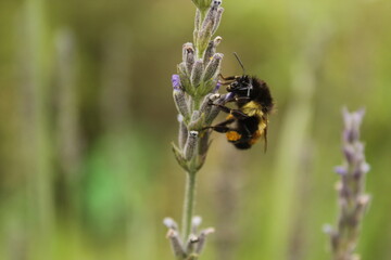 Abeja en flor