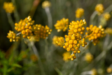 Close up view of helichrysum arenarium, immortel, dwarf everlast sunny yellow flowers on blurred natural background. Selected focus. Beauty of nature