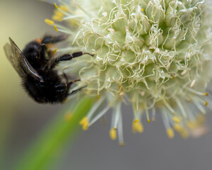 bee on a yellow flower with pollen visible 