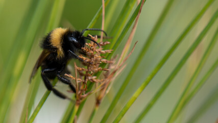bee on a flower in the grass
