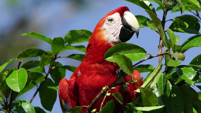 Scarlet macaw in rainforest chiapas lacandona mexico