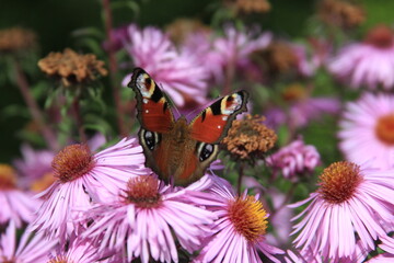 butterfly doing his job on a blooming pink/violet flower