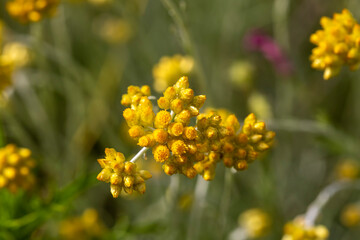 Close up view of helichrysum arenarium, immortel, dwarf everlast sunny yellow flowers on blurred natural background. Selected focus. Beauty of nature
