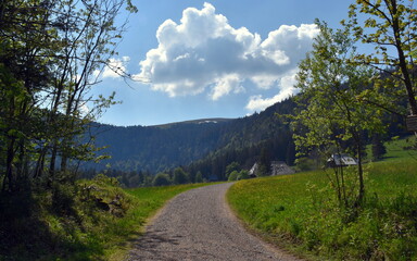 Wanderweg auf dem Feldberg im Schwarzwald