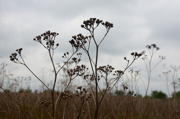 Dry plants in the field, gray sky tops of plants, plants background.