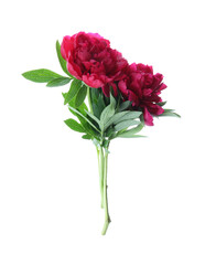 Fototapeta premium Bouquet of beautiful red peonies isolated on white