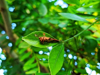 green butterfly on a leaf