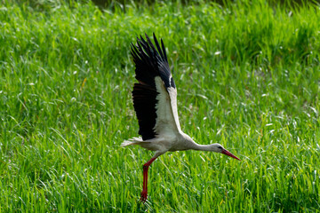 Young stork in flight over the swamp