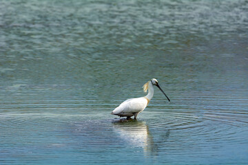 The reaper feeds on the pond, Platalea Leucorodia