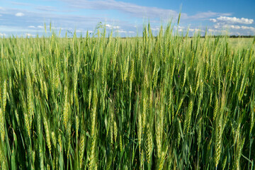 green wheat field on blue sky background