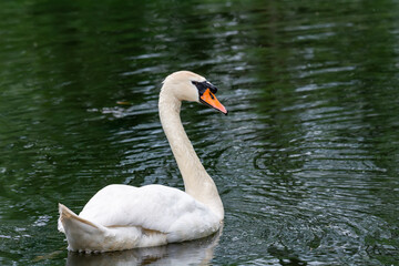 A beautiful white swan swims on the pond