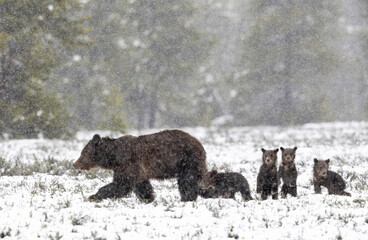 Grizzly 399 with quadruplets in snow, Pilgrim Creek, Grand Teton National Park