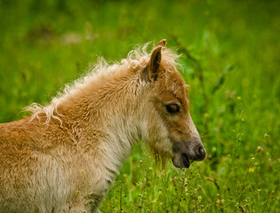 A newborn small chestnut foal of a shetland pony is tasting a little bit of grass, a cute and georgous portrait