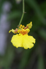 close up of yellow flower. This flower looks like a dancer.