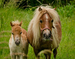 A very small and cute foal of a chestnut shetland pony, near to it`s mother, standing close and looking into the camera