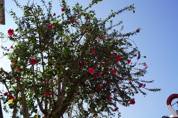 colibrí entre flores rojas  © Adelina