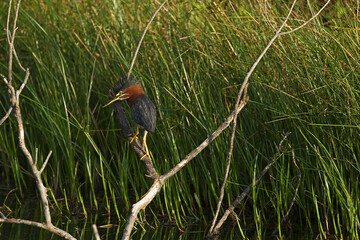Huron Hunter, Green Heron with a respectful Huron-Indian like headdress steathly forages lakeside shows off its gorgeous plumage