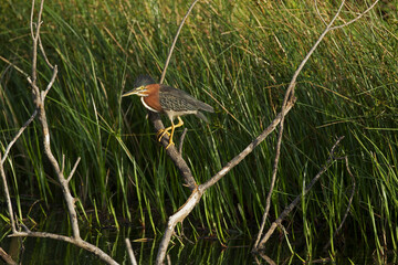 Green Heron, perched for success as it forages lakeside among tall grasses, isolated and showing-off gorgeous plumage