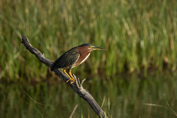 Green Heron, rests on a branch taking a break from solitary lakeside-foraging among tall grasses and showing off its gorgeous plumage