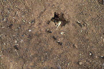 
ants and anthill