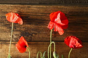 Fototapeta na wymiar Beautiful red poppy flowers on wooden background, flat lay