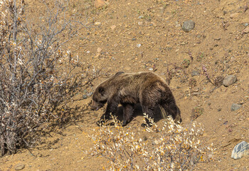 Grizzly Bear in Denali National Park Alaska