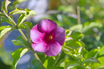 Pink flower in the garden