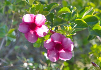 pink and white orchid