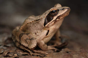 Brown frog with dark eyes is sitting on leaves in a forest and looking into the camera