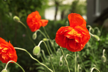 Obraz premium Blooming red poppy flowers outdoors on spring day, closeup