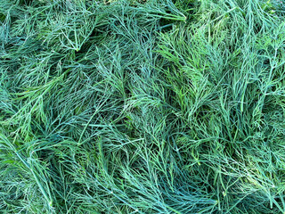 Close-up sprigs of green dill. Concept of healthy proper nutrition.
