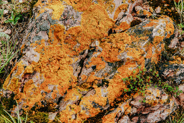close up of lichen on rock