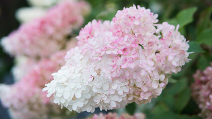 Close-up of hydrangea flowers in bloom, in the garden. Concepts of floral spring or summer background.