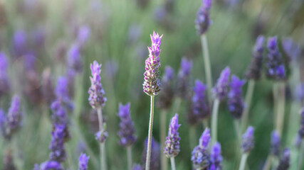 Fototapeta na wymiar Beautiful lavender field background closeup. Springtime, gardening concept.
