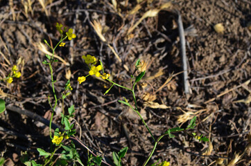 small yellow flowers in the grass
