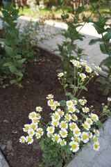 flores de manzanilla 