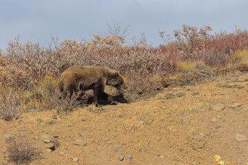 Grizzly Bear in Denali National Park Alaska