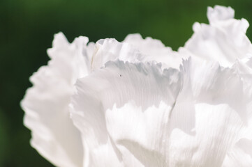 White Peony