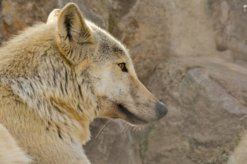 Young grey wolf close up, side view