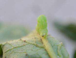 A green horn worm on a tomato plant leaf