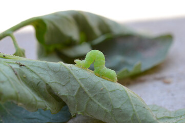 A green horn worm on a tomato plant leaf 